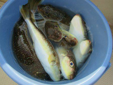 フィッシングガイド とちぎ 釣果