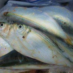 フィッシングガイド とちぎ 釣果