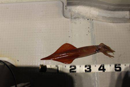 Aquanaut(アクアノート) 釣果