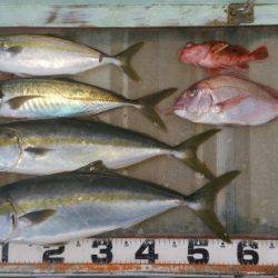 火遠理丸（ほおりまる） 釣果