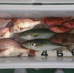 火遠理丸（ほおりまる） 釣果