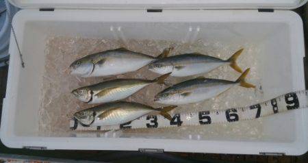 火遠理丸（ほおりまる） 釣果