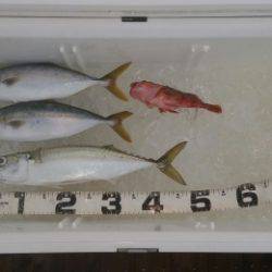 火遠理丸（ほおりまる） 釣果