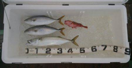 火遠理丸（ほおりまる） 釣果