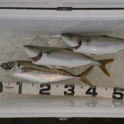 火遠理丸（ほおりまる） 釣果