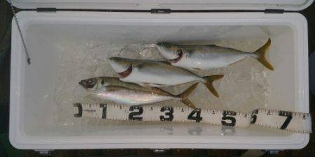 火遠理丸（ほおりまる） 釣果