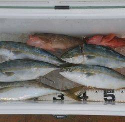 火遠理丸（ほおりまる） 釣果