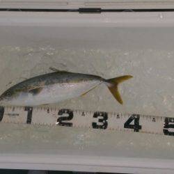 火遠理丸（ほおりまる） 釣果