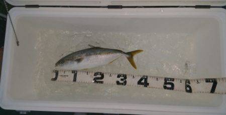 火遠理丸（ほおりまる） 釣果