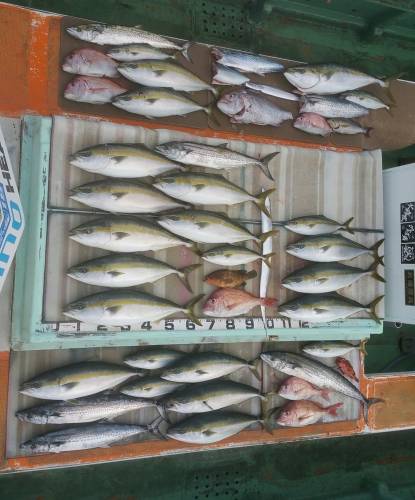 火遠理丸（ほおりまる） 釣果