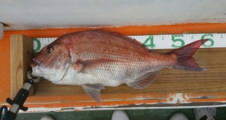 火遠理丸（ほおりまる） 釣果