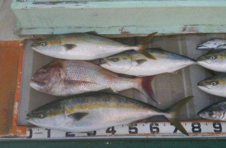 火遠理丸（ほおりまる） 釣果