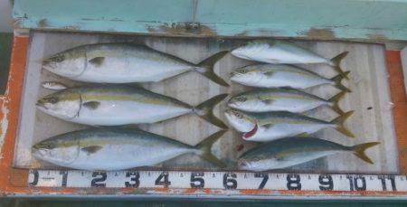 火遠理丸（ほおりまる） 釣果