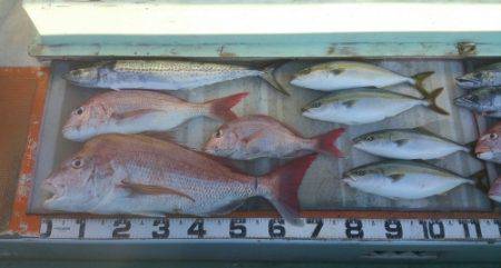 火遠理丸（ほおりまる） 釣果