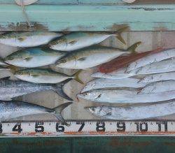 火遠理丸（ほおりまる） 釣果