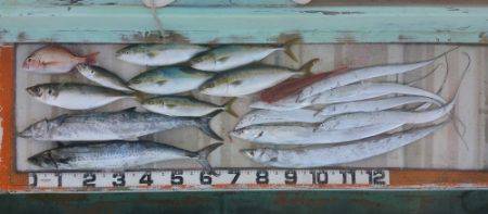 火遠理丸（ほおりまる） 釣果