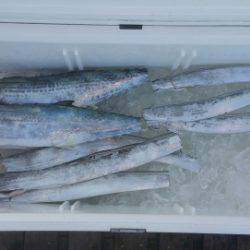 火遠理丸（ほおりまる） 釣果