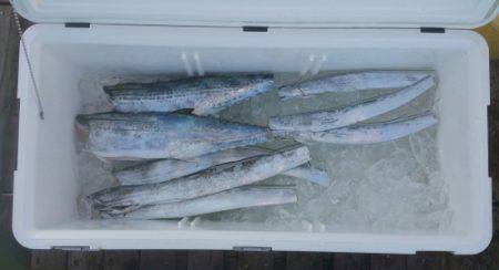 火遠理丸（ほおりまる） 釣果