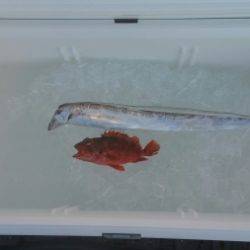 火遠理丸（ほおりまる） 釣果