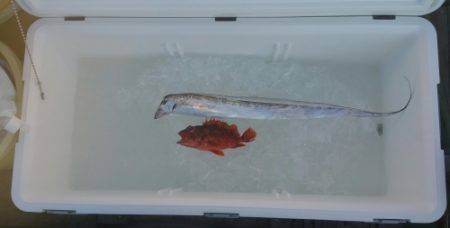 火遠理丸（ほおりまる） 釣果