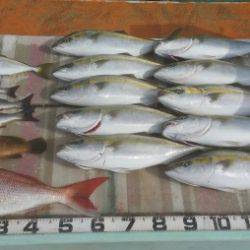 火遠理丸（ほおりまる） 釣果