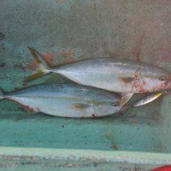 火遠理丸（ほおりまる） 釣果