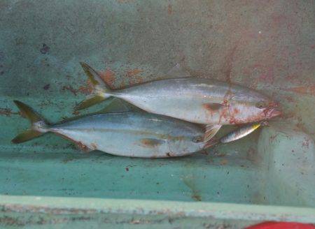 火遠理丸（ほおりまる） 釣果