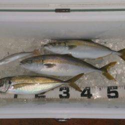 火遠理丸（ほおりまる） 釣果