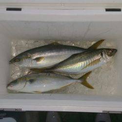 火遠理丸（ほおりまる） 釣果