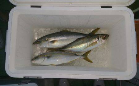 火遠理丸（ほおりまる） 釣果