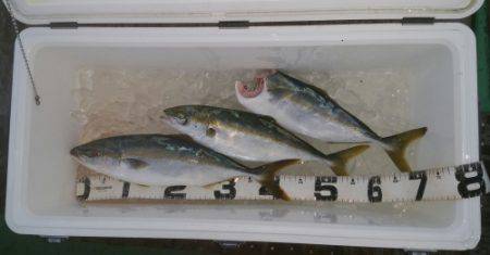 火遠理丸（ほおりまる） 釣果