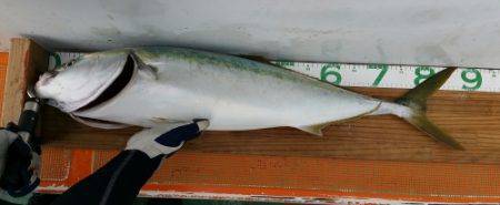 火遠理丸（ほおりまる） 釣果