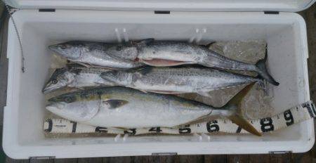 火遠理丸（ほおりまる） 釣果