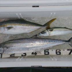 火遠理丸（ほおりまる） 釣果