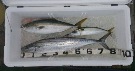 火遠理丸（ほおりまる） 釣果