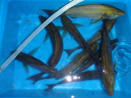 第二むつ漁丸 釣果