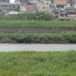 狩野川（狩野川漁業協同組合） 釣果