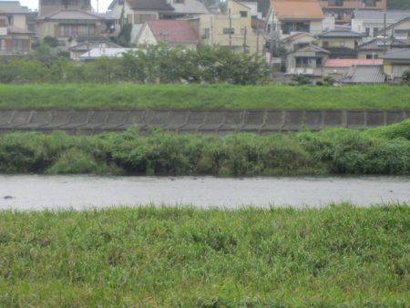 狩野川（狩野川漁業協同組合） 釣果