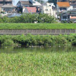 狩野川(狩野川漁業協同組合) 釣果