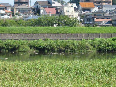 狩野川（狩野川漁業協同組合） 釣果