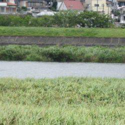 狩野川(狩野川漁業協同組合) 釣果