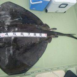 気仙沼　つり丸 釣果