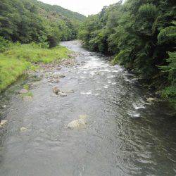 狩野川(狩野川漁業協同組合) 釣果
