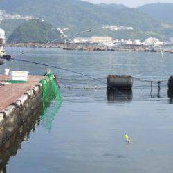 淡路じゃのひれフィッシングパーク 釣果