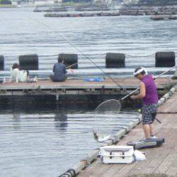 淡路じゃのひれフィッシングパーク 釣果