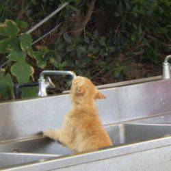 淡路じゃのひれフィッシングパーク 釣果