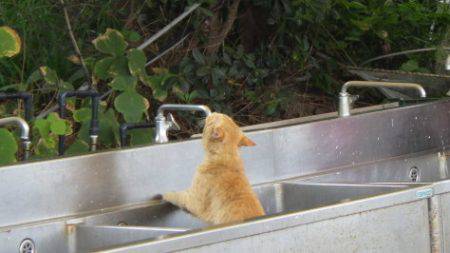 淡路じゃのひれフィッシングパーク 釣果