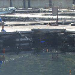 淡路じゃのひれフィッシングパーク 釣果