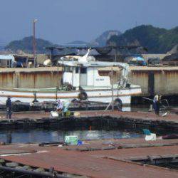 淡路じゃのひれフィッシングパーク 釣果