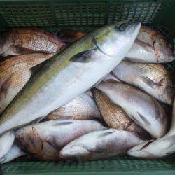 淡路じゃのひれフィッシングパーク 釣果